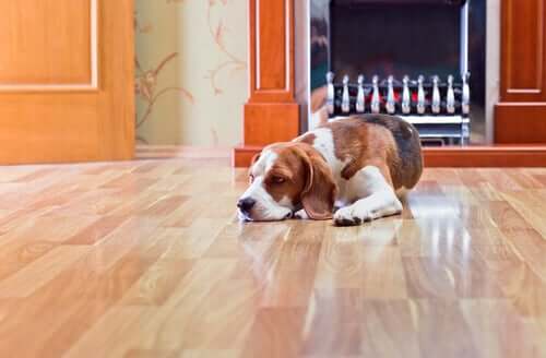 I pericoli del pavimento laminato per i cani
