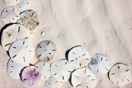 Sand dollar
