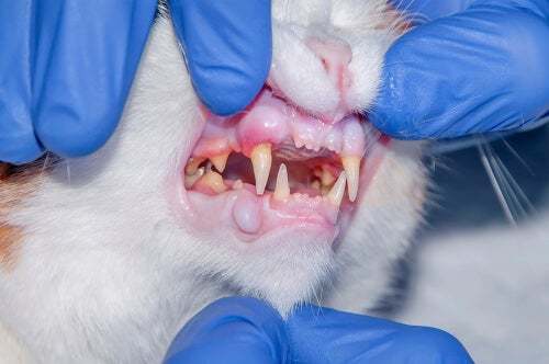 Veterinario che controlla i denti di un gatto