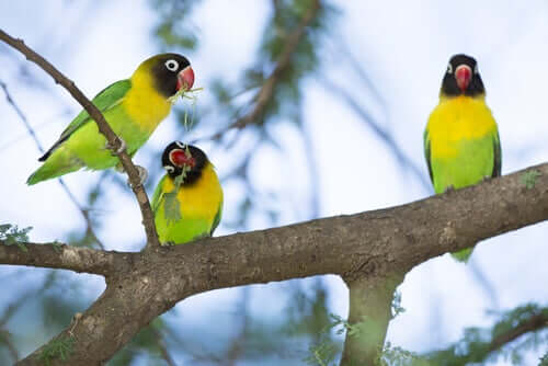 Esemplari di agapornis mascherato