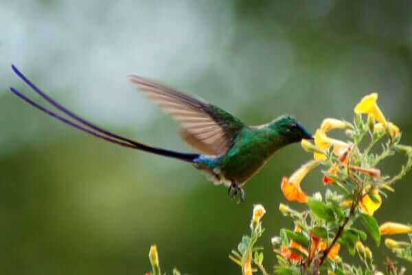 colibrì venezuelano