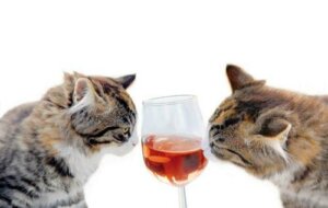 Non bisogna mai dare degli alcolici al gatto!