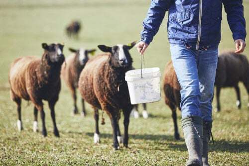 Allevamento pecore: pecore al pascolo