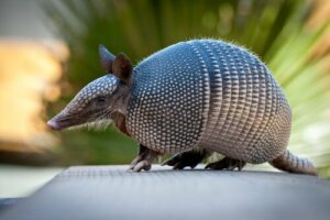L'armadillo, un animale molto particolare