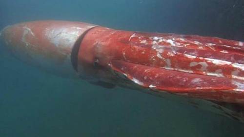 Avvistamento calamaro gigante