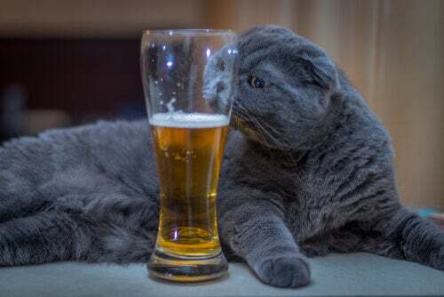 Birra gatto