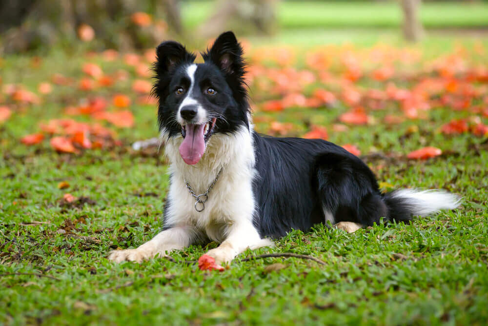 Border collie sul prato