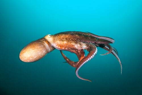Gli avvistamenti di calamari giganti nel mondo