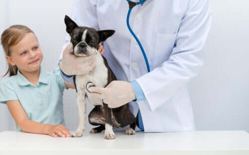 cane di piccola taglia dal veterinario