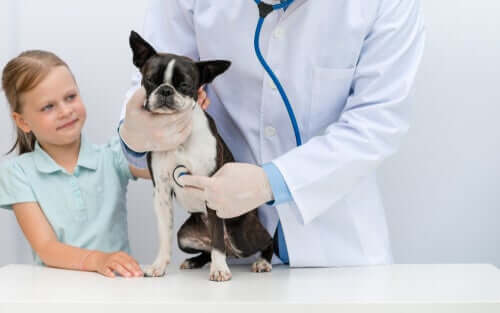 nel caso in un animale domestico soffra di anoressia, è bene portarlo dal veterinario