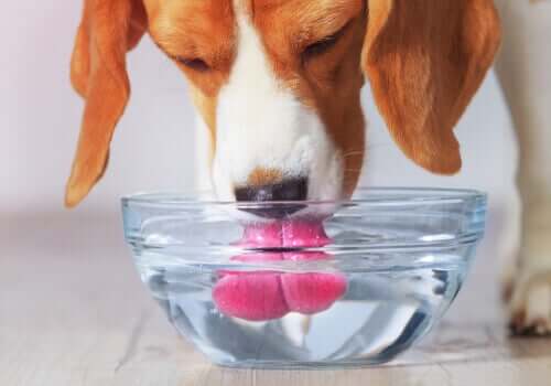 Cane beve: l'acqua è tra i principali bisogni nutrizionali di un cane