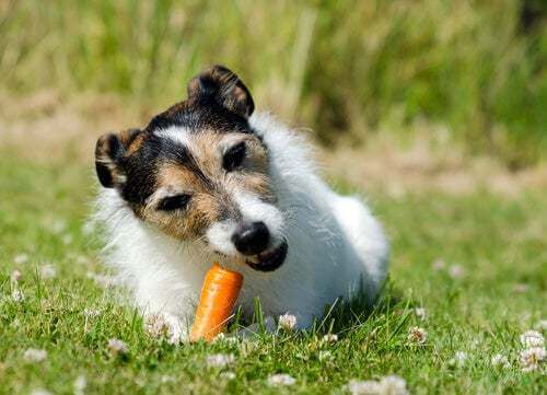 Cane che mangia una carota