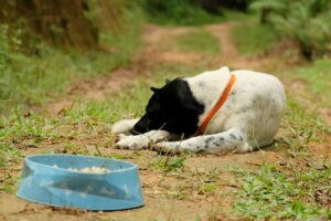 Quali animali possono soffrire di anoressia?