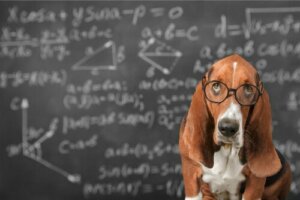 È possibile stimolare l'intelligenza dei cani?