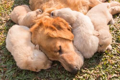 Cucciolata di cani con la mamma
