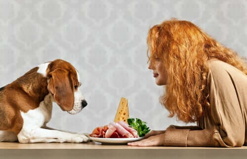 Quali sono i bisogni nutrizionali di un cane?