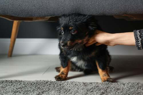 Cane spaventato sotto il divano