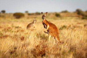 Il canguro rosso, il re indiscusso dell'Australia
