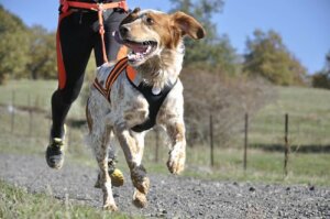 I cani più sportivi: quale scegliere se si ama lo sport?