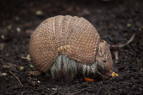 Il carapace dell'armadillo