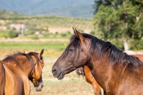 Il Cavallo Maremmano Anam Cavallo Maremmano