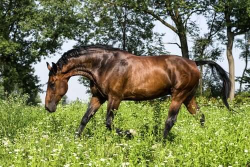 il cavallo Maremmano si è adattato a vivere in un habitat dalle condizioni di vita difficili