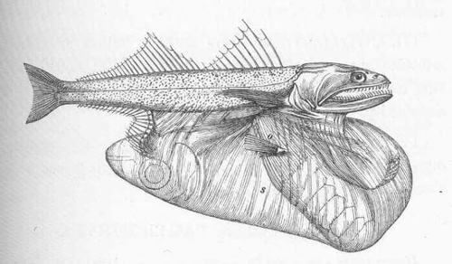 Chiasmodon niger disegno