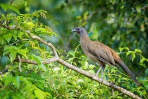 La ciacialaca culorossiccio, un uccello tropicale dal nome buffo