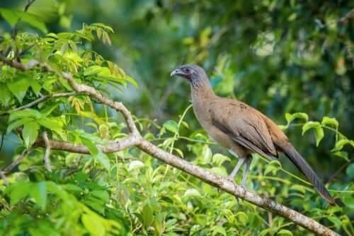 La ciacialaca culorossiccio, un uccello tropicale dal nome buffo