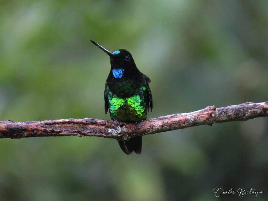 Colibrì della Colombia