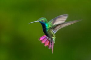 Colibrì della Colombia e del Venezuela: bellezza variopinta