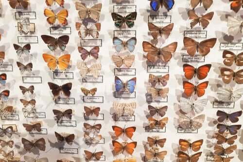 Il museo entomologico CURLA: farfalle protagoniste