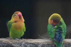 Gli agapornis: caratteristiche, razze e cure