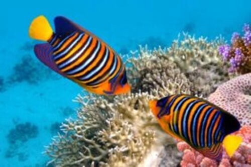 5 curiosità sui pesci colorati