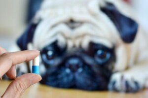 Come dare la medicina al cane senza che se ne accorga