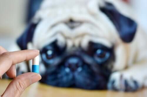 Dare la medicina al cane.