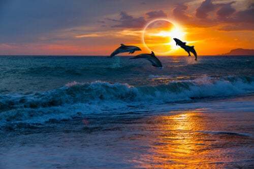 Delfini che saltano durante un eclissi solare