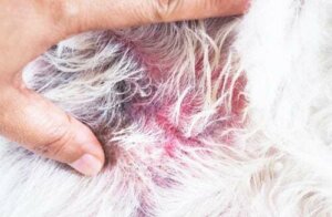 La dermatite atopica nei cani: cause e sintomi