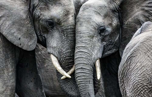 Due elefanti muso a muso