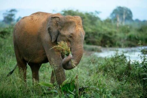 Elefante che mangia l'erba