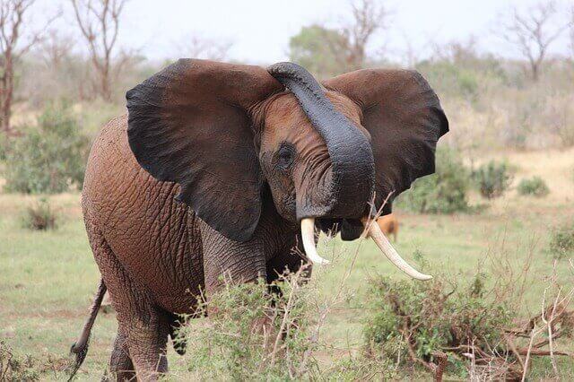 tra le malattie virali degli elefanti troviamo la febbre aftosa