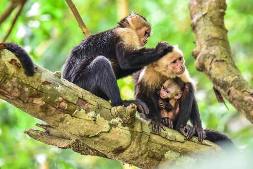 Famiglia di scimmie che si spulciano su un albero
