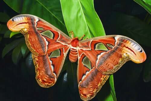 farfalla con le ali rosse