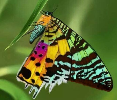 farfalla con le ali di tanti colori