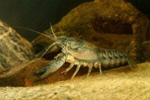 Di cosa si nutre il gambero d'acqua dolce?