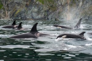 Animali che vanno in menopausa: quali sono?