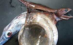 Caratteristiche e morfologia dell'inghiottitore nero