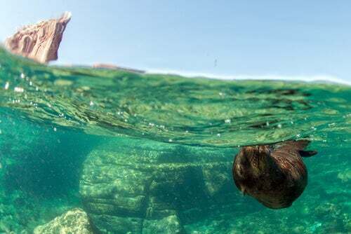 Leone marino che nuota