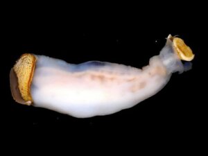 Lithoredo abatanica, il mollusco che può cambiare il corso di un fiume