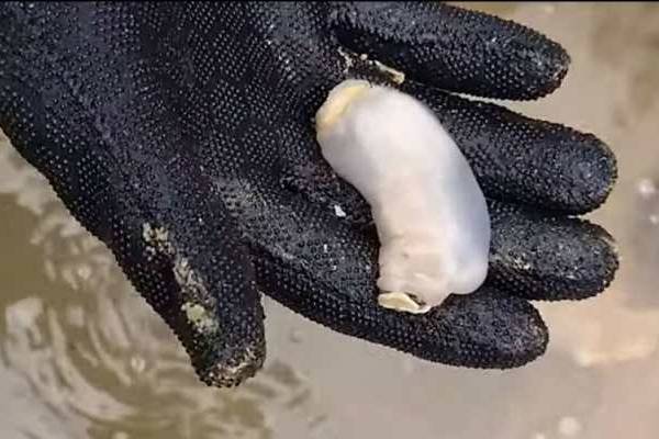 Lithoredo abatanica sulla mano